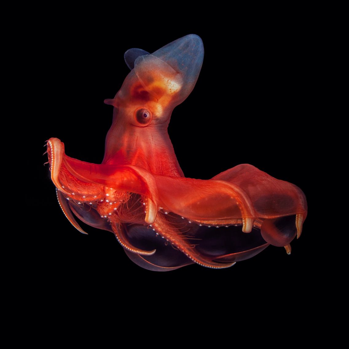 Vampire Squid: Unique Adaptations of a Deep-Sea Wonder
