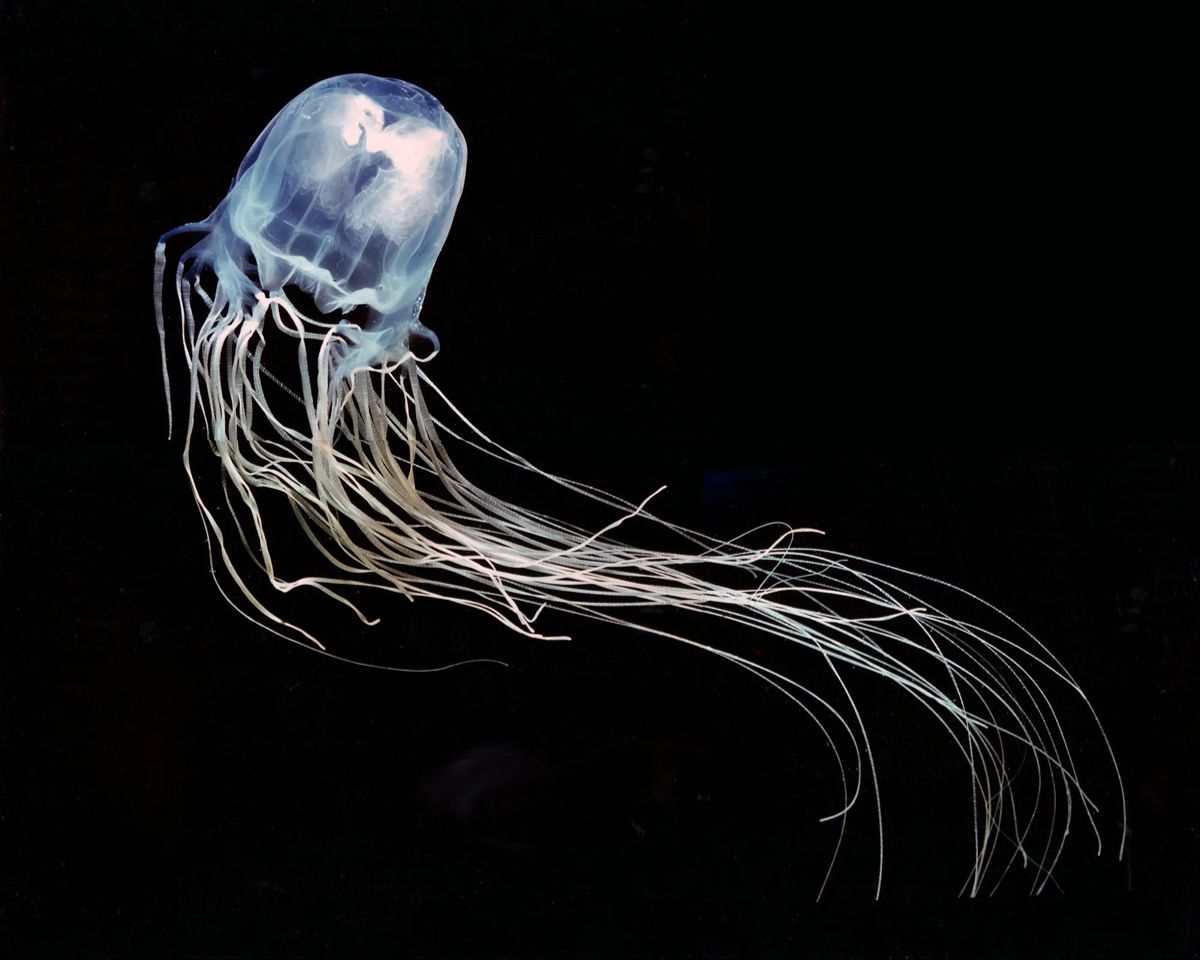 Box Jellyfish: The Most Venomous Sea Creature