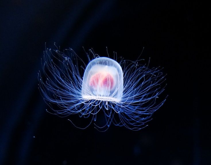 The Immortal Jellyfish: How Turritopsis Dohrnii Cheats Death
