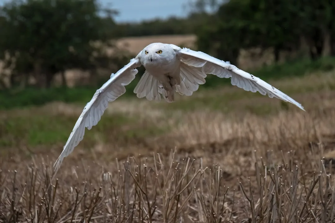 Snowy Owl: Arctic Survival Expert