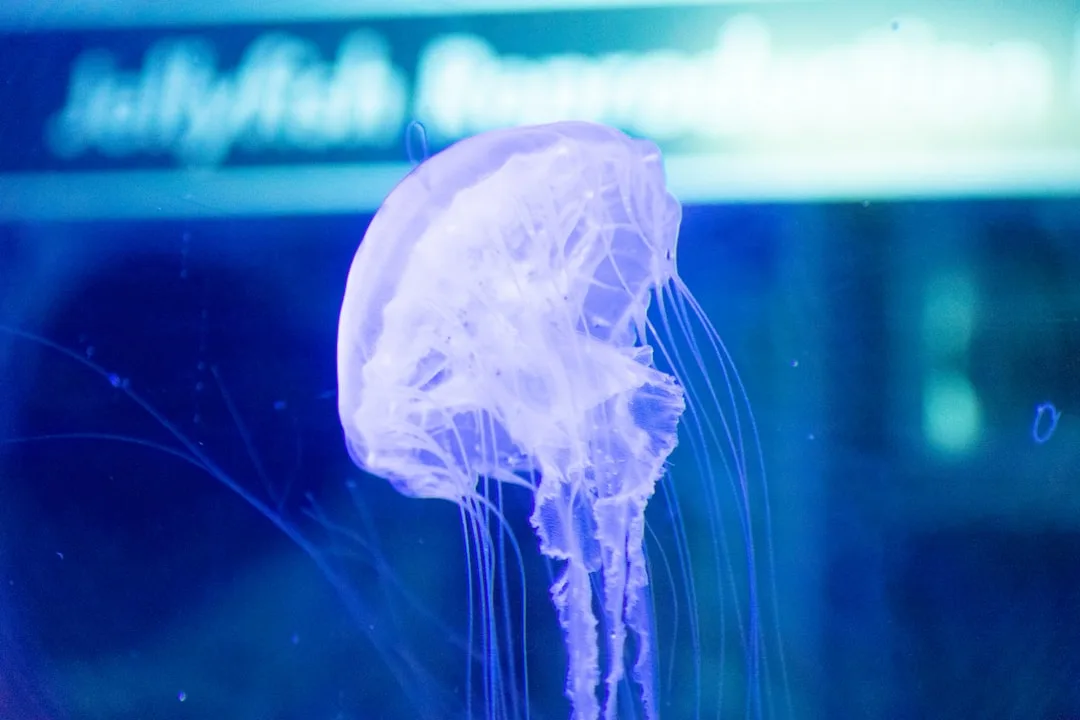 Jellyfish: Brainless Drifters That Rule the Ocean