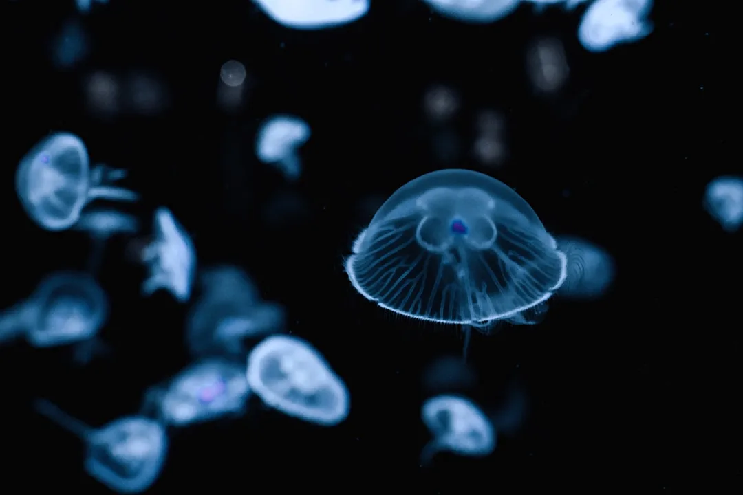 Moon Jellyfish: The World's Most Recognizable Jellyfish