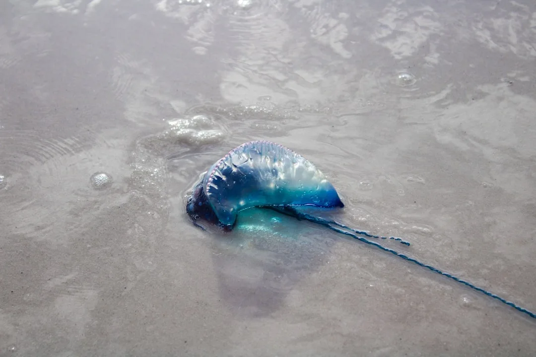 Portuguese Man o' War: The Floating Colony That Isn't a J...