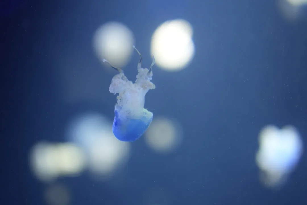 Upside-Down Jellyfish: The Jellyfish That Farms Its Own Food