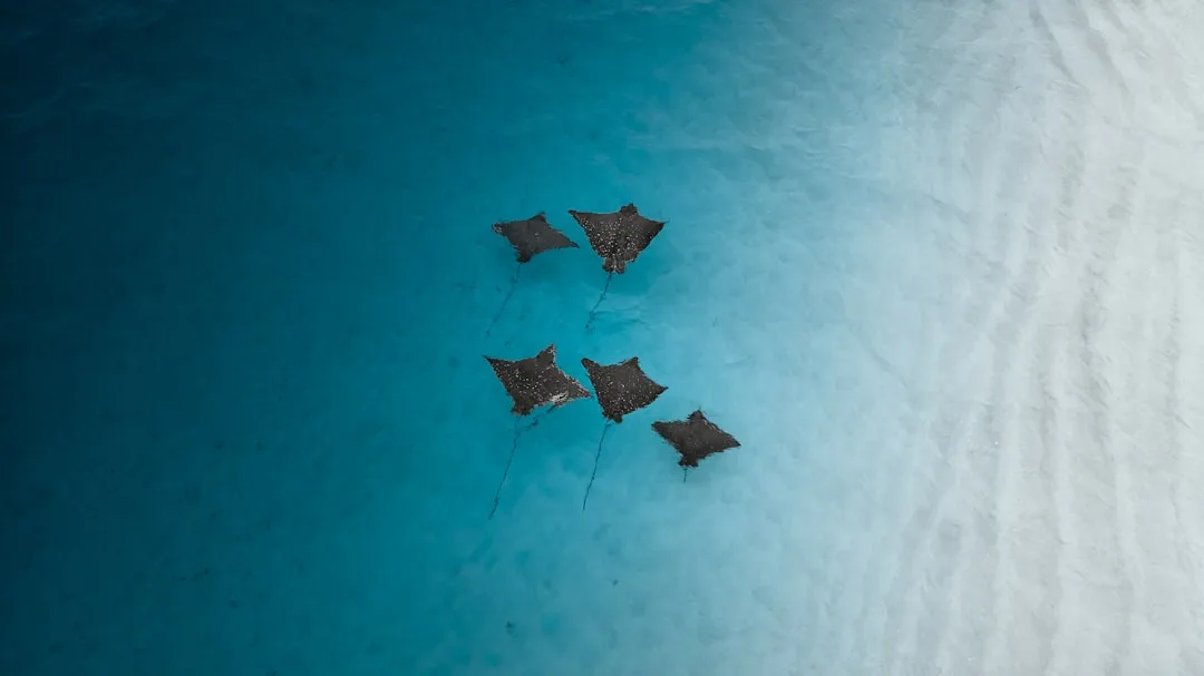 Manta Rays: The Gentle Giants With the Largest Brains of ...