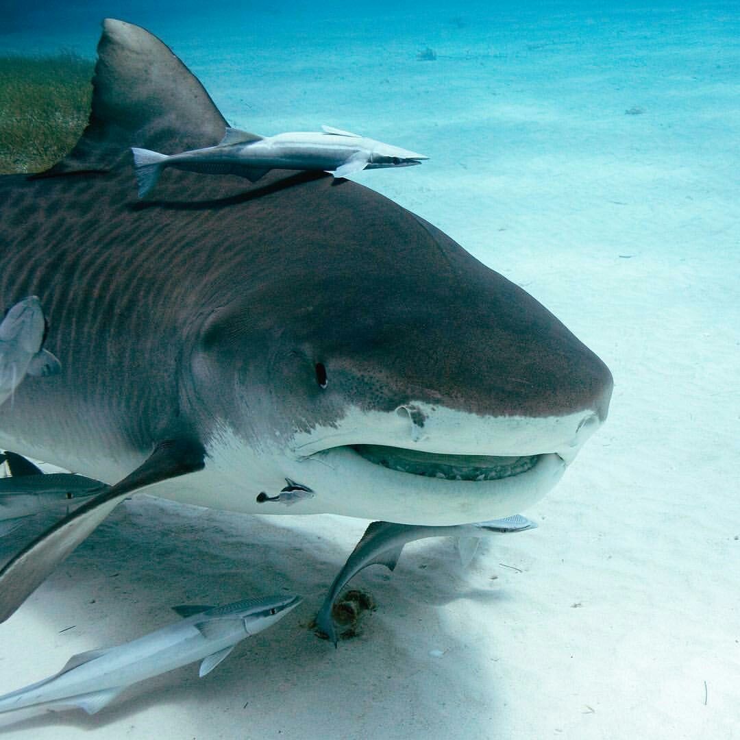 Bull Shark: The Most Aggressive Shark That Swims in Rivers