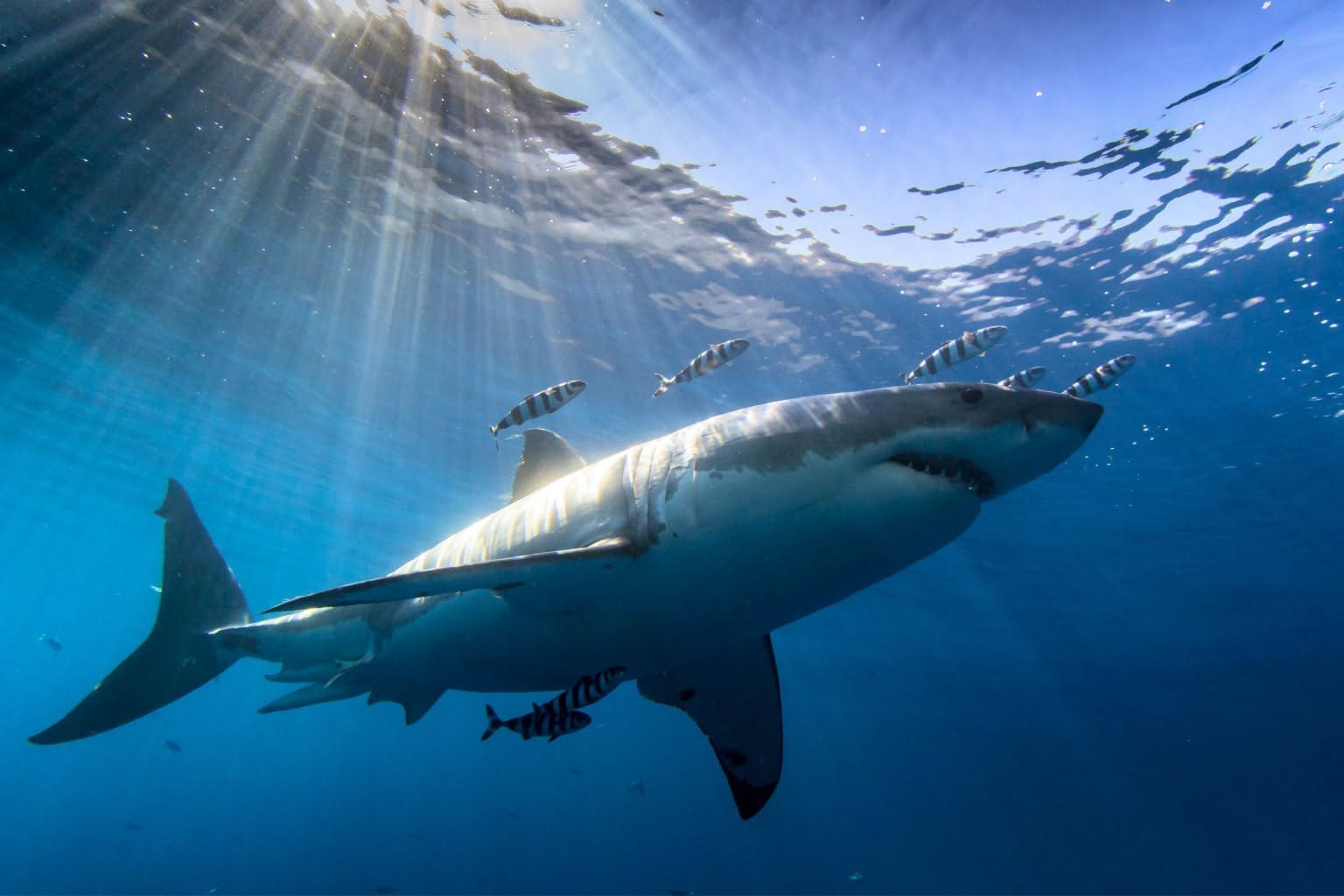 Great White Shark: The Ocean's Apex Predator Explained