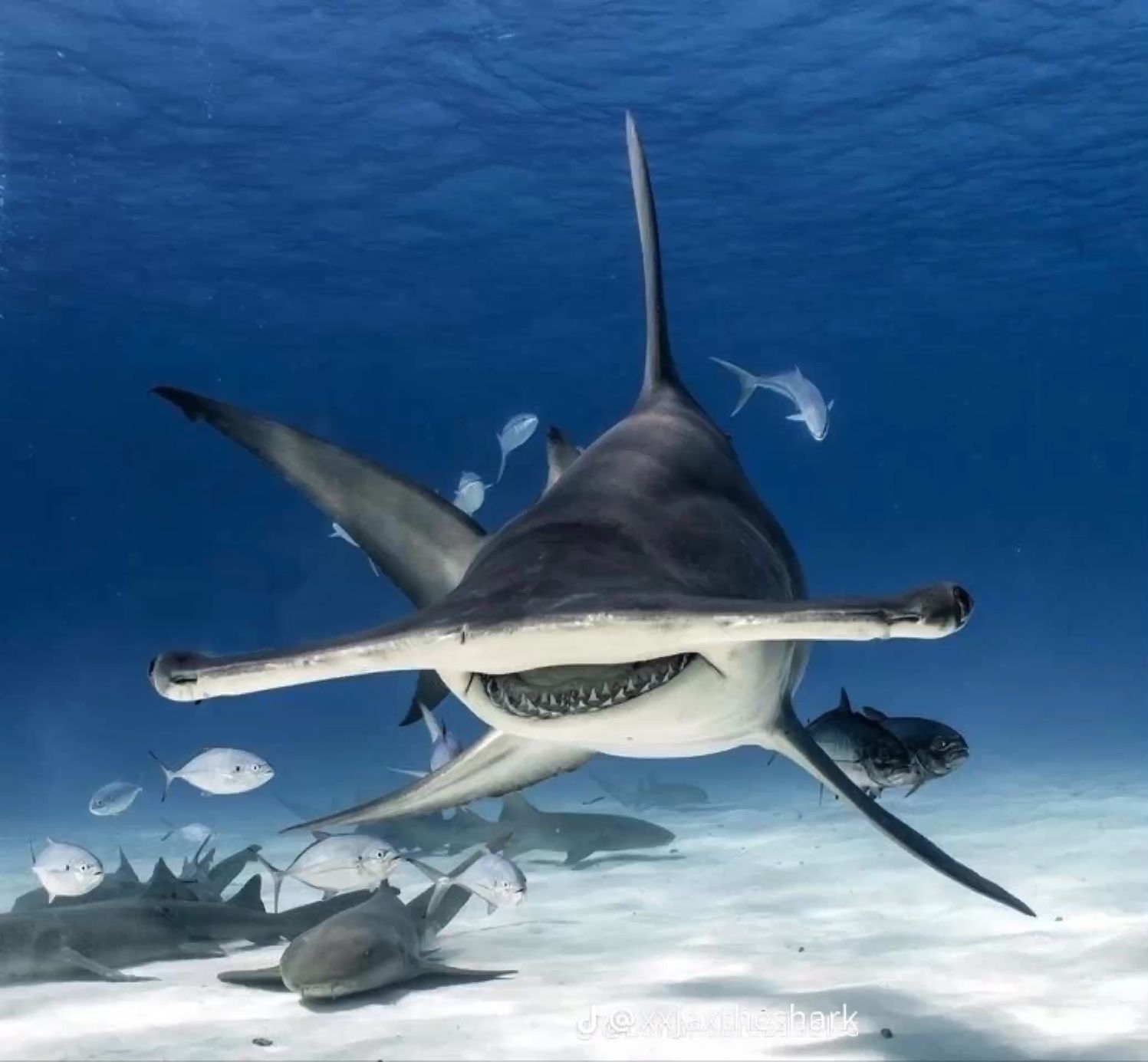 The Purpose of Hammerhead Shark Heads