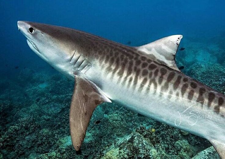 Tiger Shark: The Garbage Can of the Sea That Eats Everything