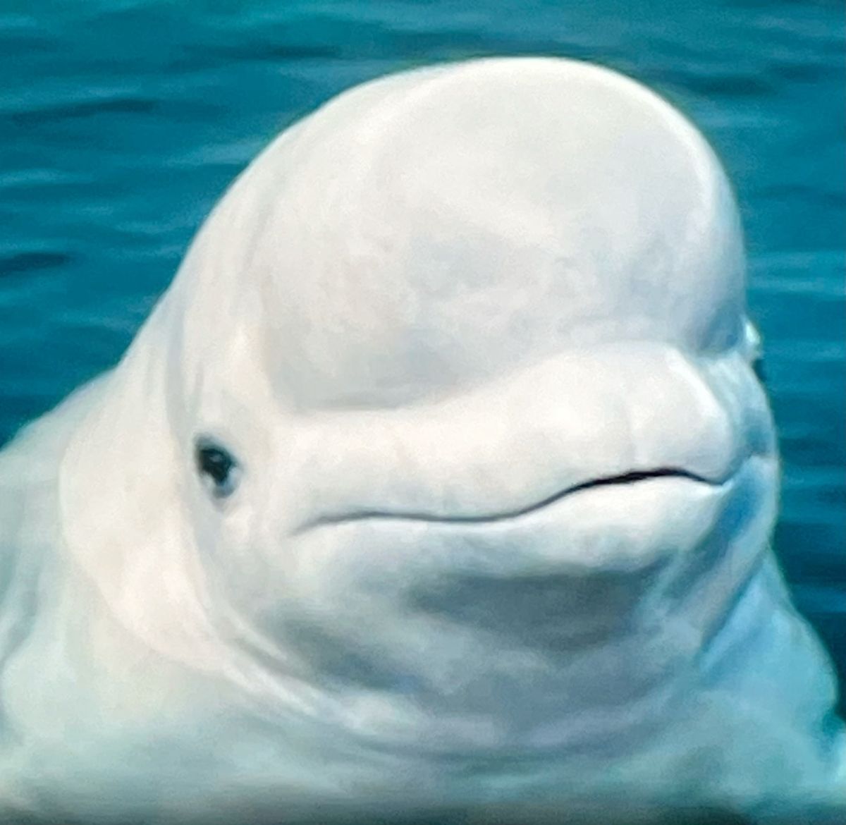Beluga Whale: The Arctic's Singing White Whale