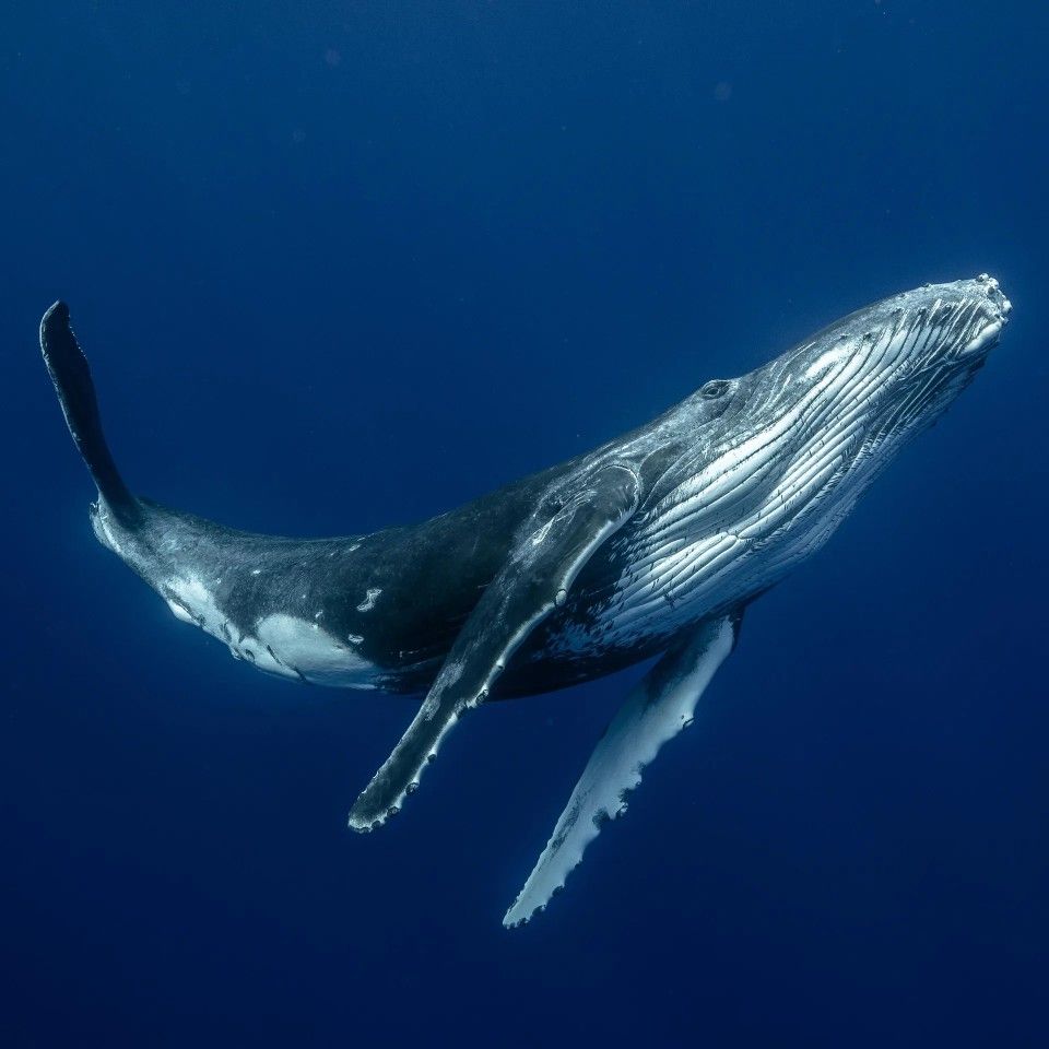 Blue Whale: The Largest Animal That Ever Lived
