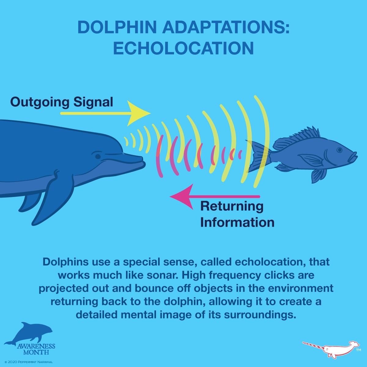 Bottlenose Dolphin Intelligence Overview