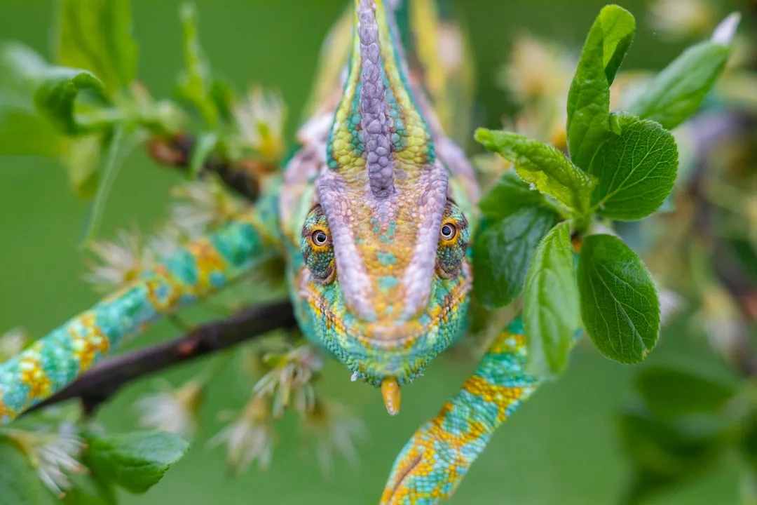 Chameleons: The Color-Changing Reptiles of Legend