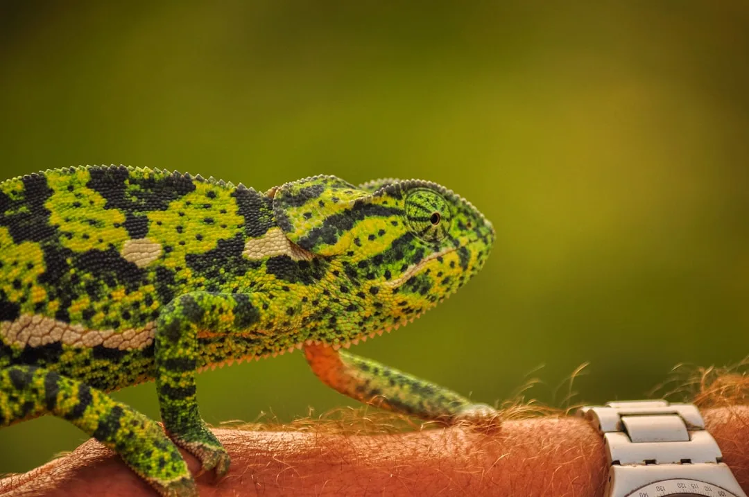 How Chameleons Change Color: The Nanocrystal Secret Expla...