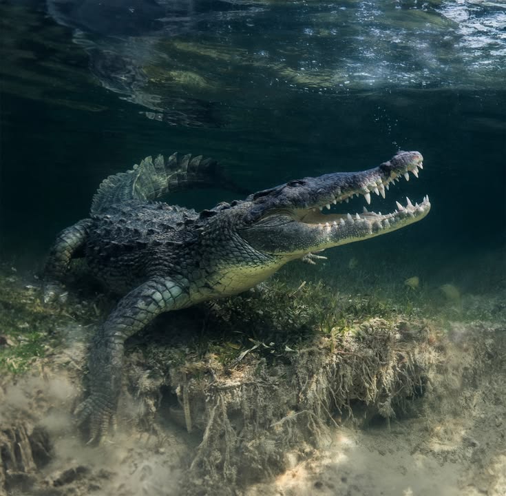 Crocodilians: Evolution and Species Overview