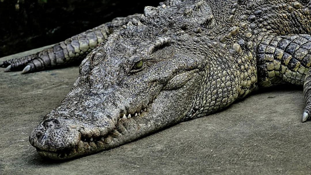 Understanding the Nile Crocodile: Deadly Behaviors