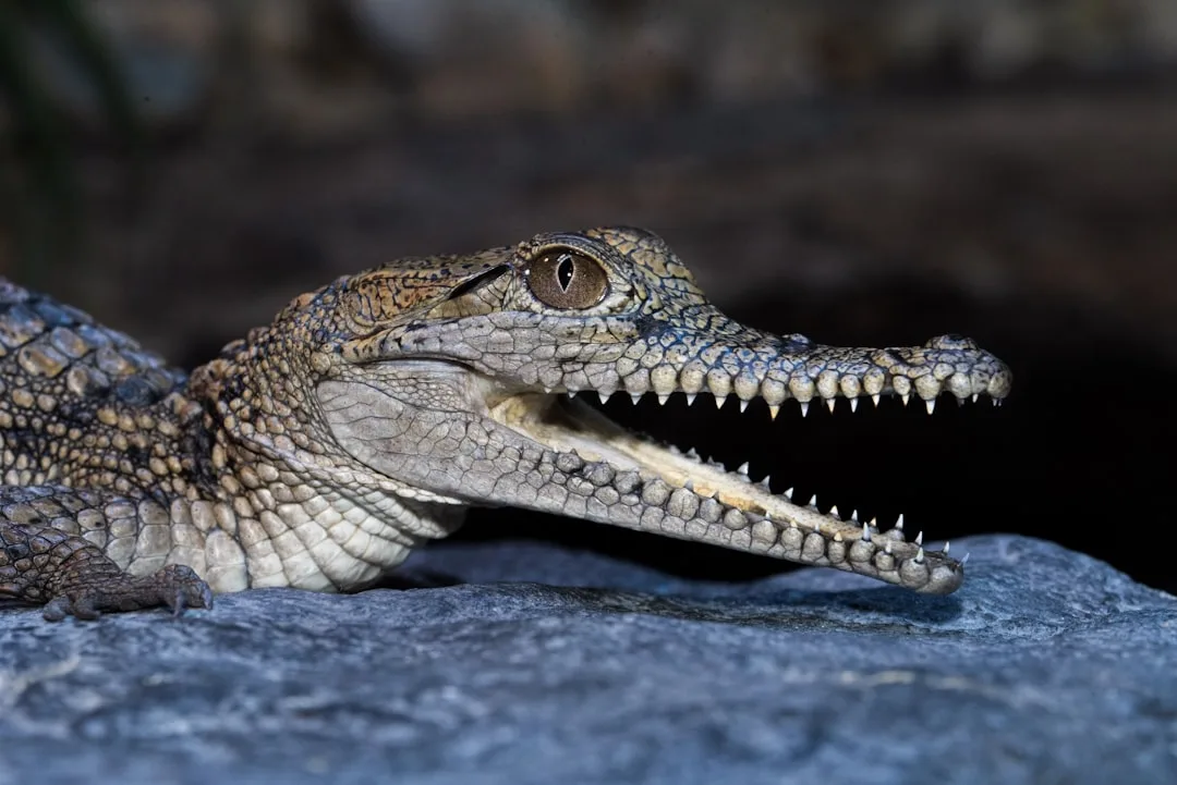Saltwater Crocodile: Profile of the Largest Reptile