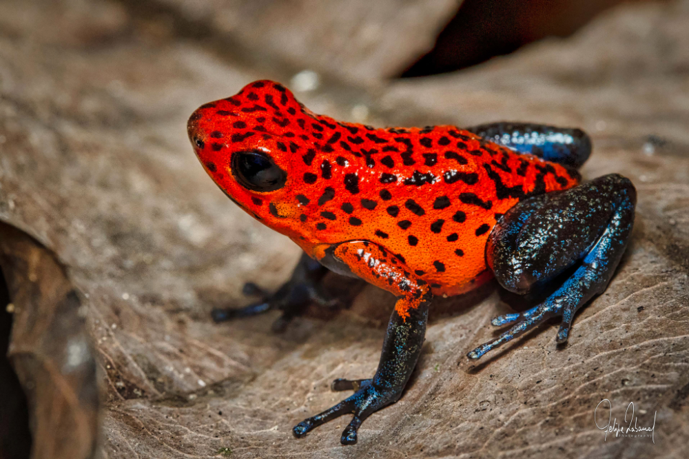 Poison Dart Frogs: Deadliest Amphibians Explained