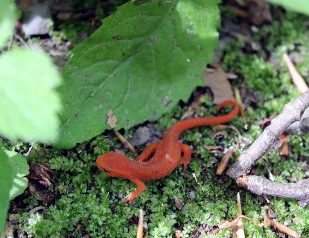 Salamanders and Newts: Understanding Regenerative Masters