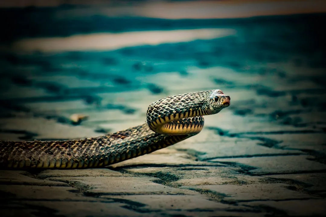The World of Snakes: Deadly Yet Misunderstood