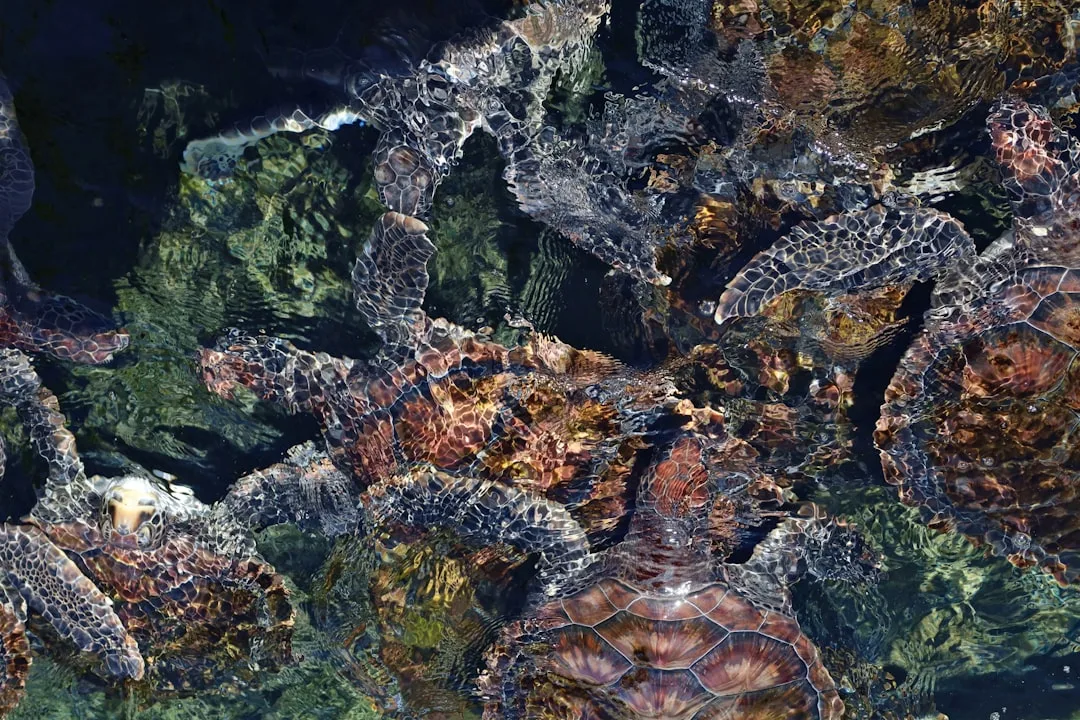 How Do Sea Turtles Navigate 10,000 Kilometers Back to the...