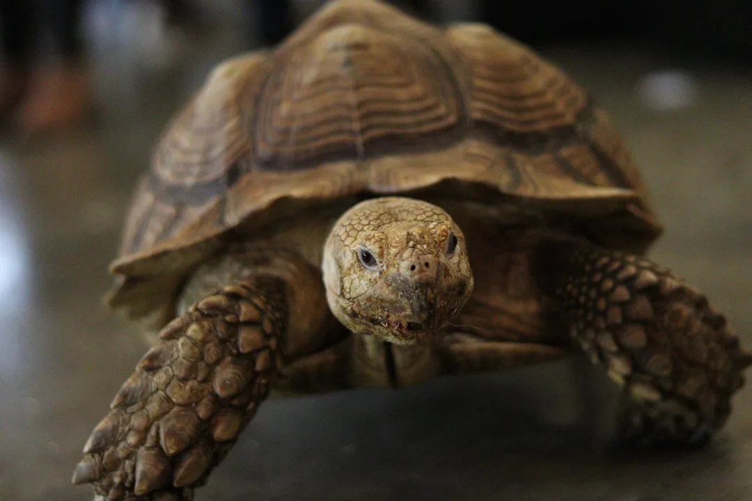Turtles and Tortoises: Ancient Survivors in a Shell