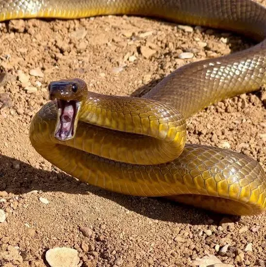 Inland Taipan Explained: The World's Most Venomous Snake
