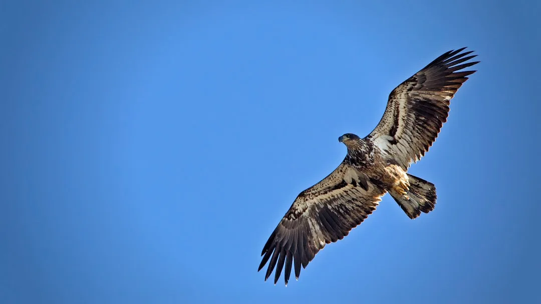 Bald Eagle: America's National Bird and Conservation Success