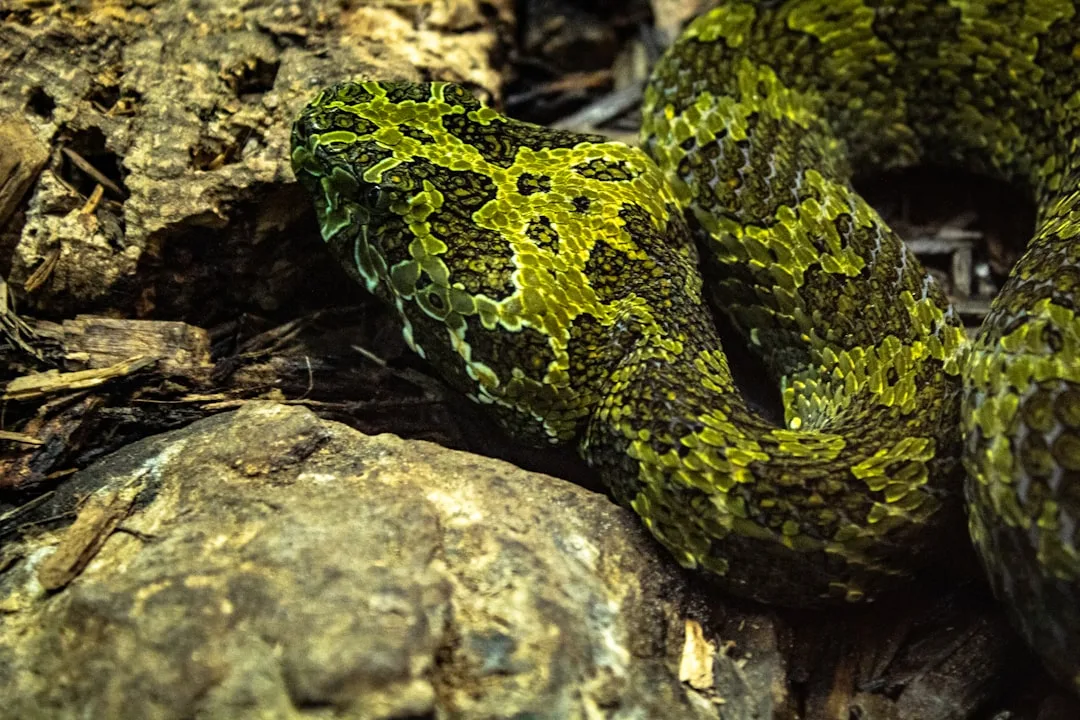 Venomous Reptiles: Understanding Their Biology