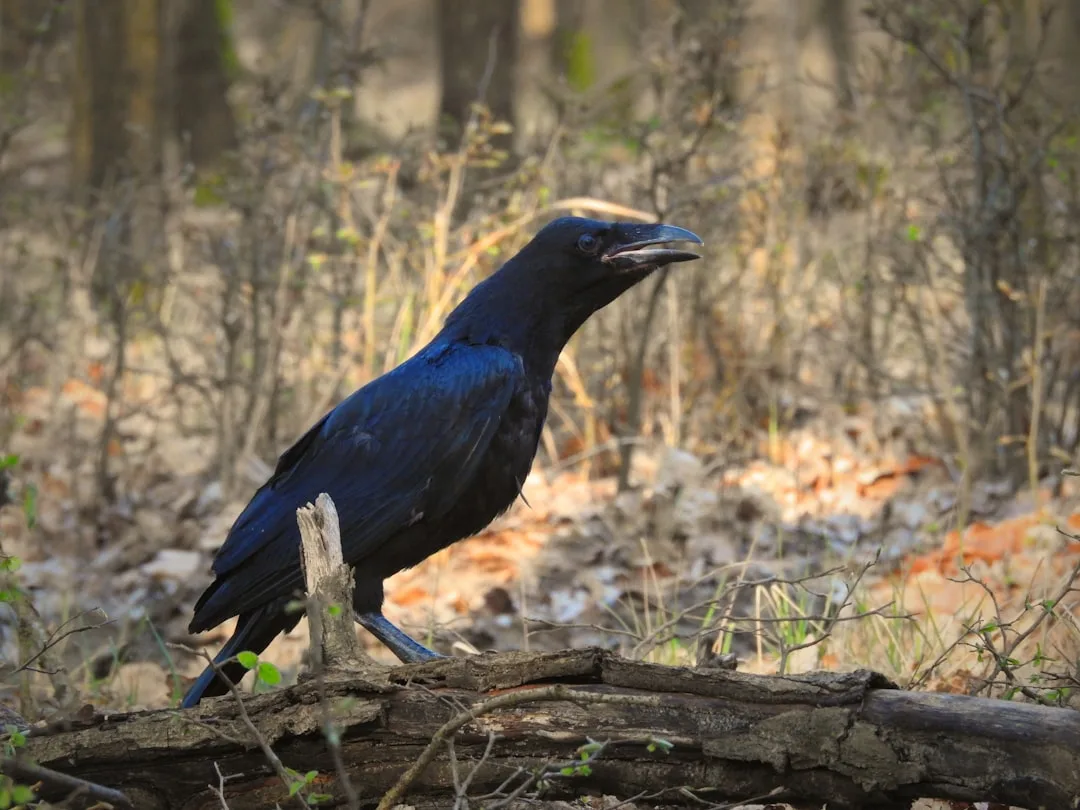 Common Raven