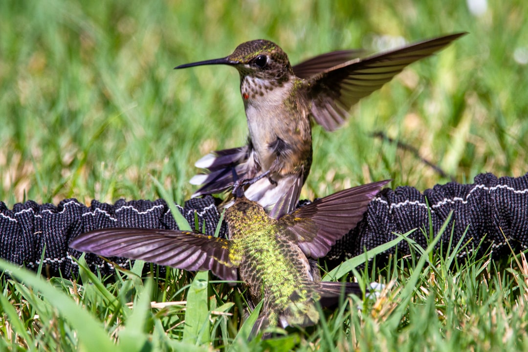 Ruby-throated Hummingbird