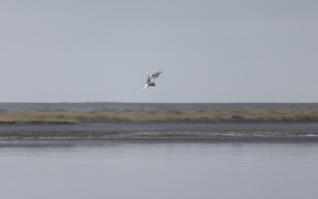 Arctic Tern