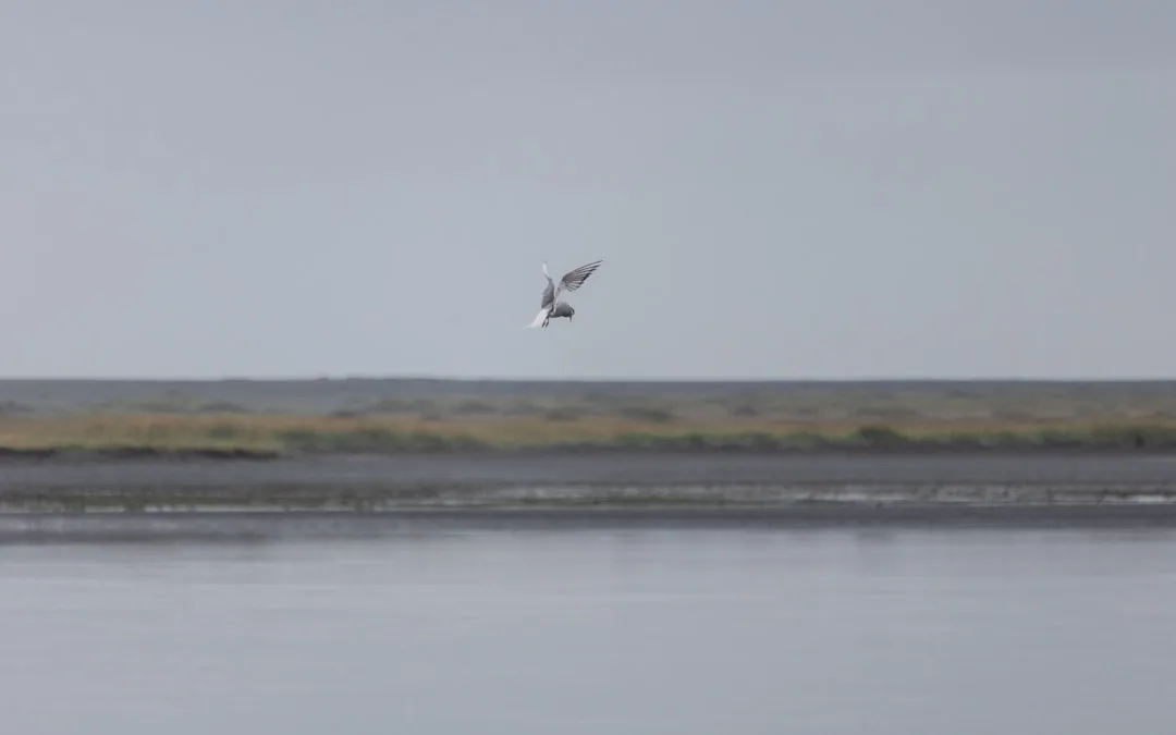 Arctic Tern