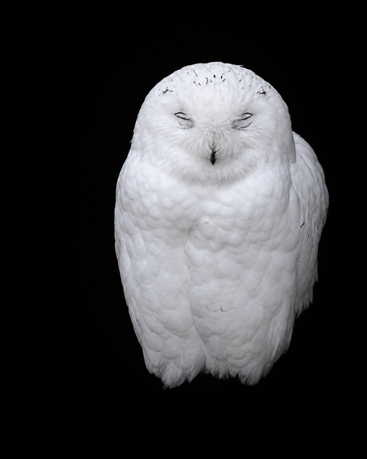Snowy Owl: Distinctive Features and Habits