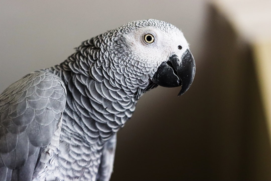 African Grey Parrot
