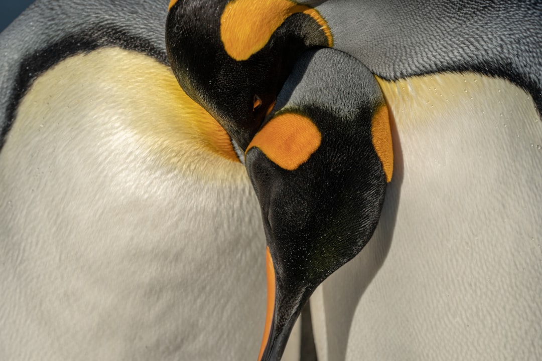 King Penguin