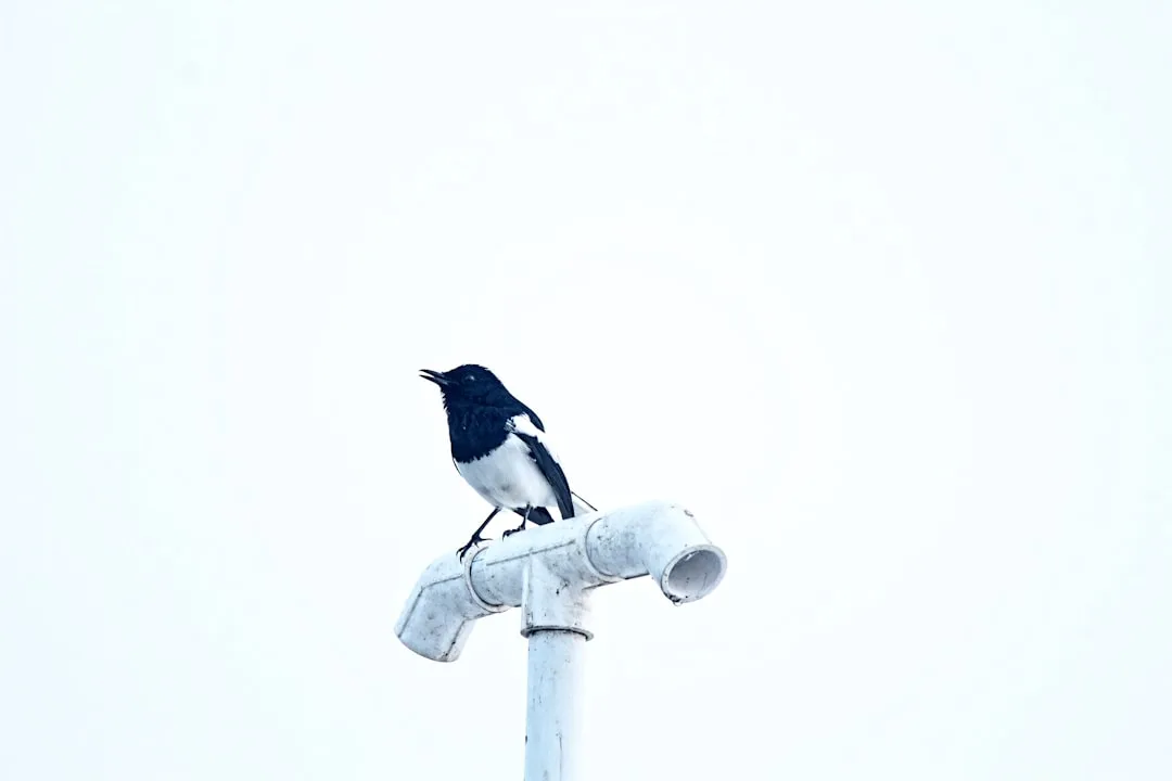 European Robin