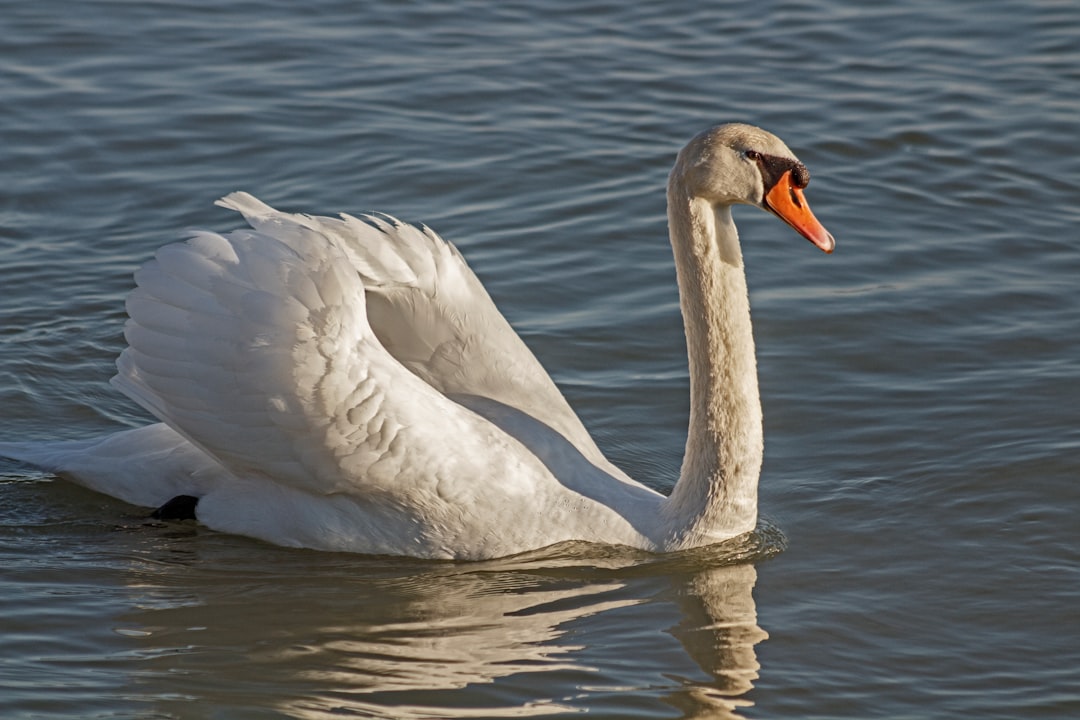 Mute Swan