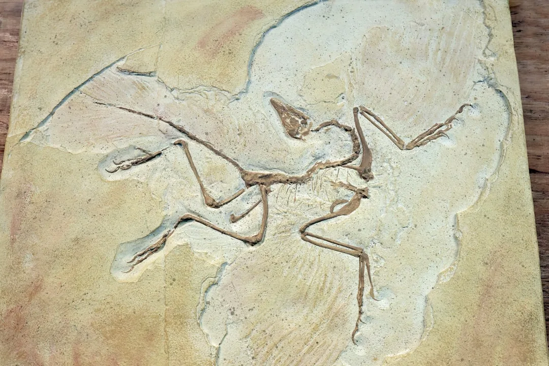 Archaeopteryx: The First Bird
