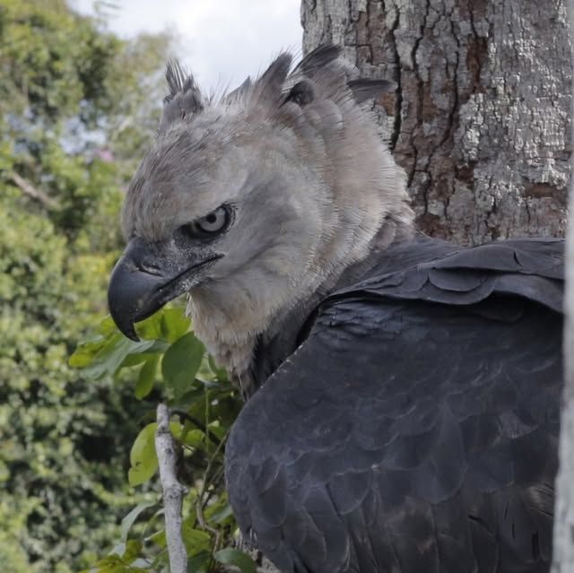 Harpy Eagle: The Most Powerful Raptor in the Americas
