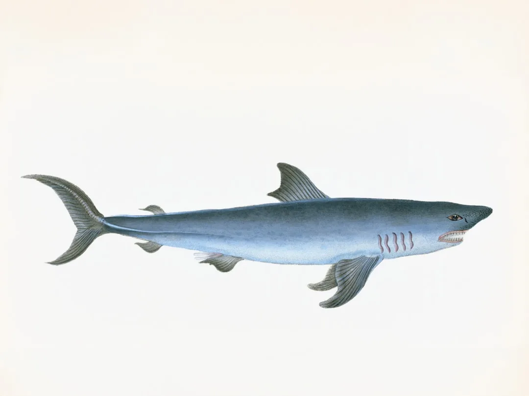 Megalodon: The Largest Shark Ever