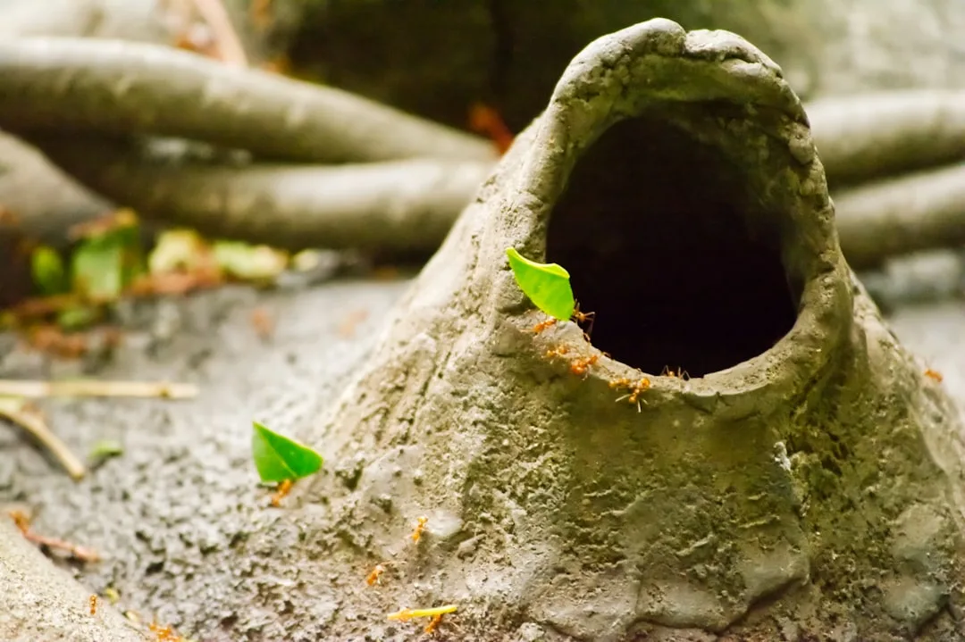 Leafcutter Ant