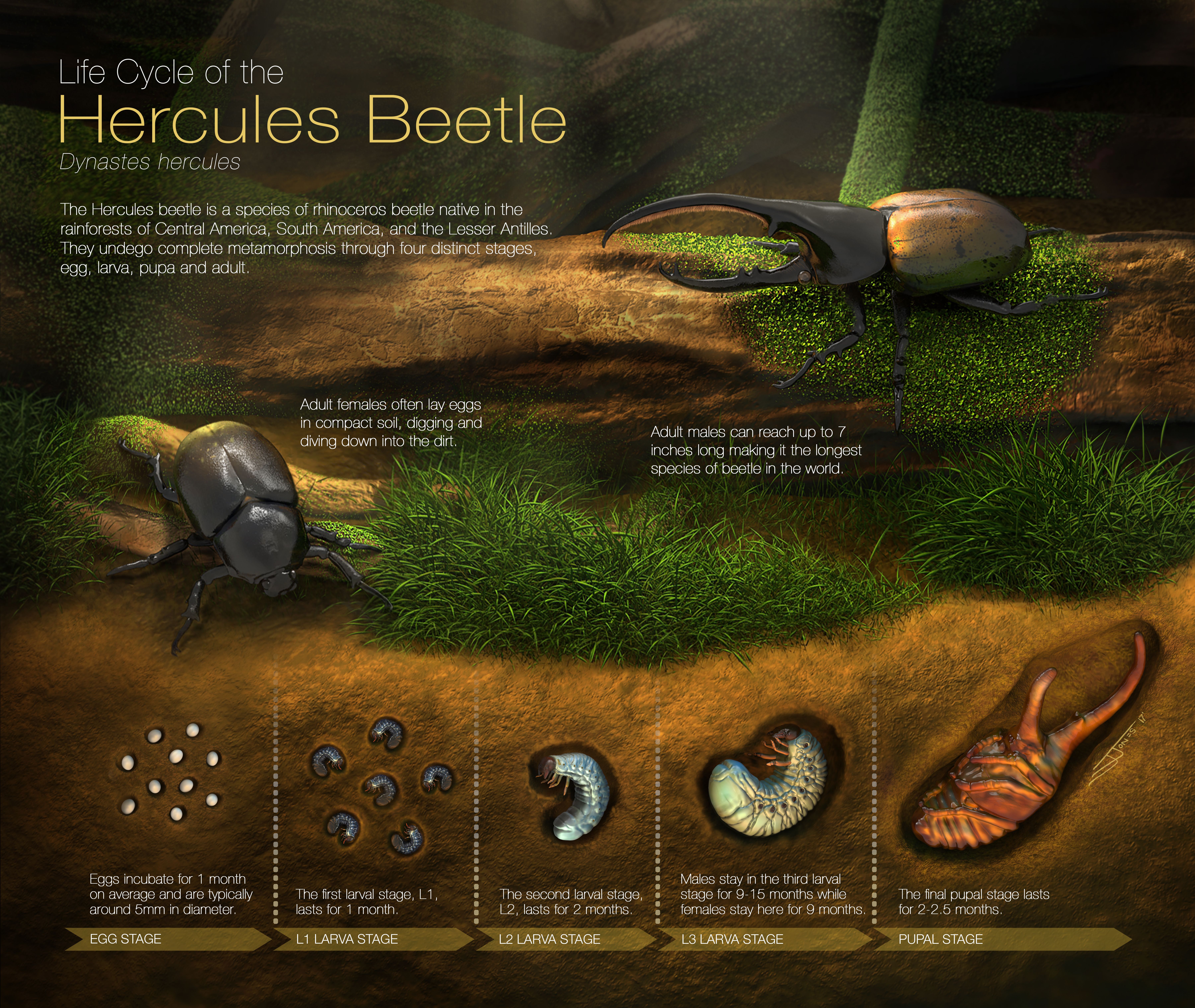 All About the Hercules Beetle