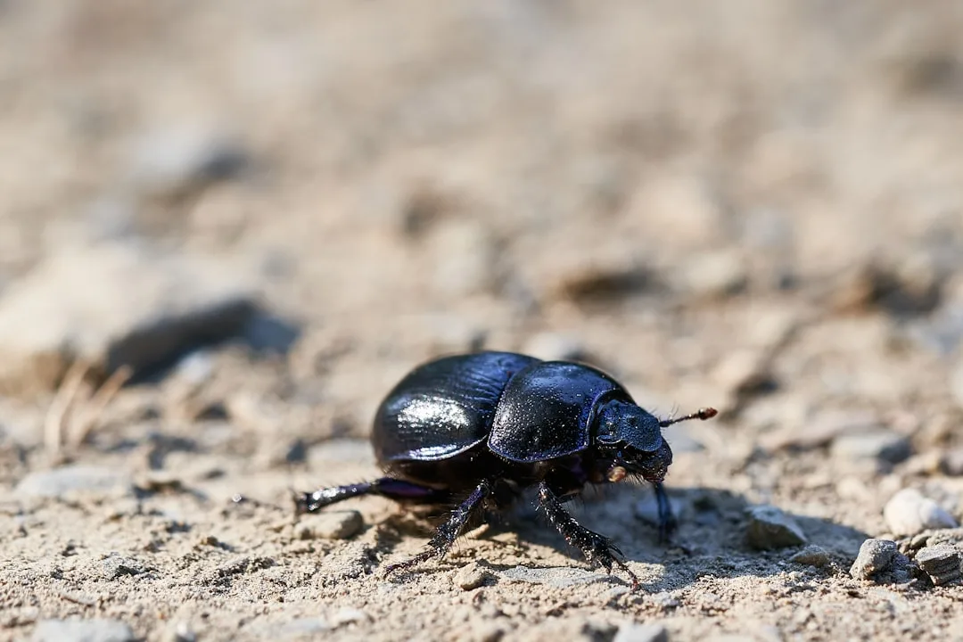 All About the Hercules Beetle