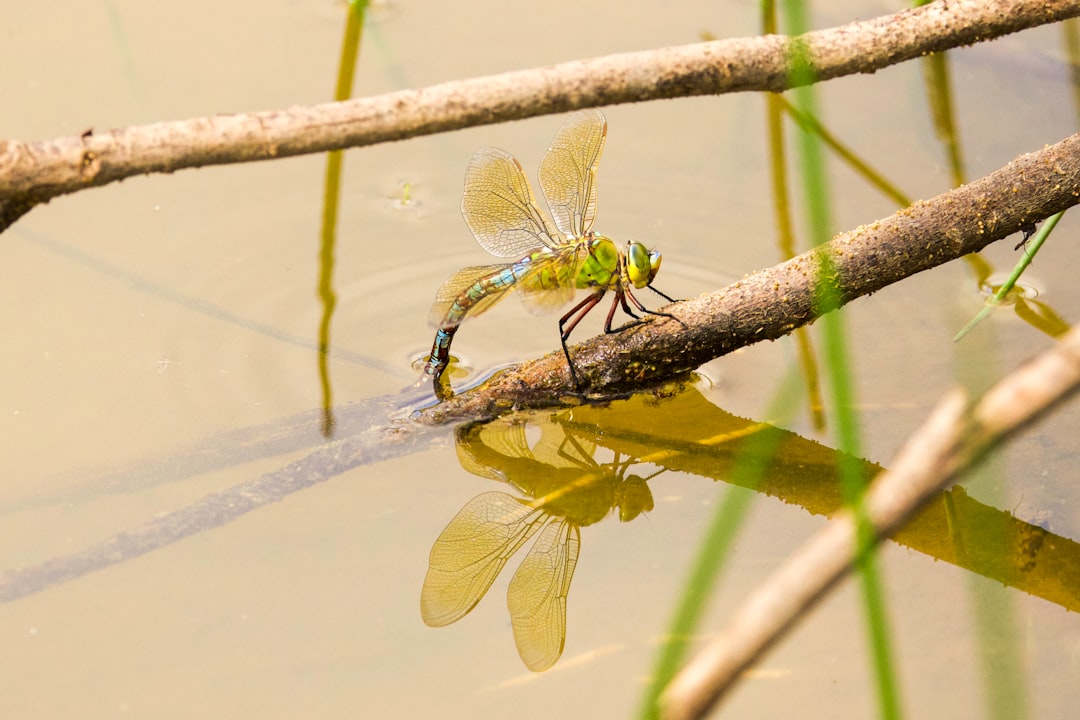 Emperor Dragonfly