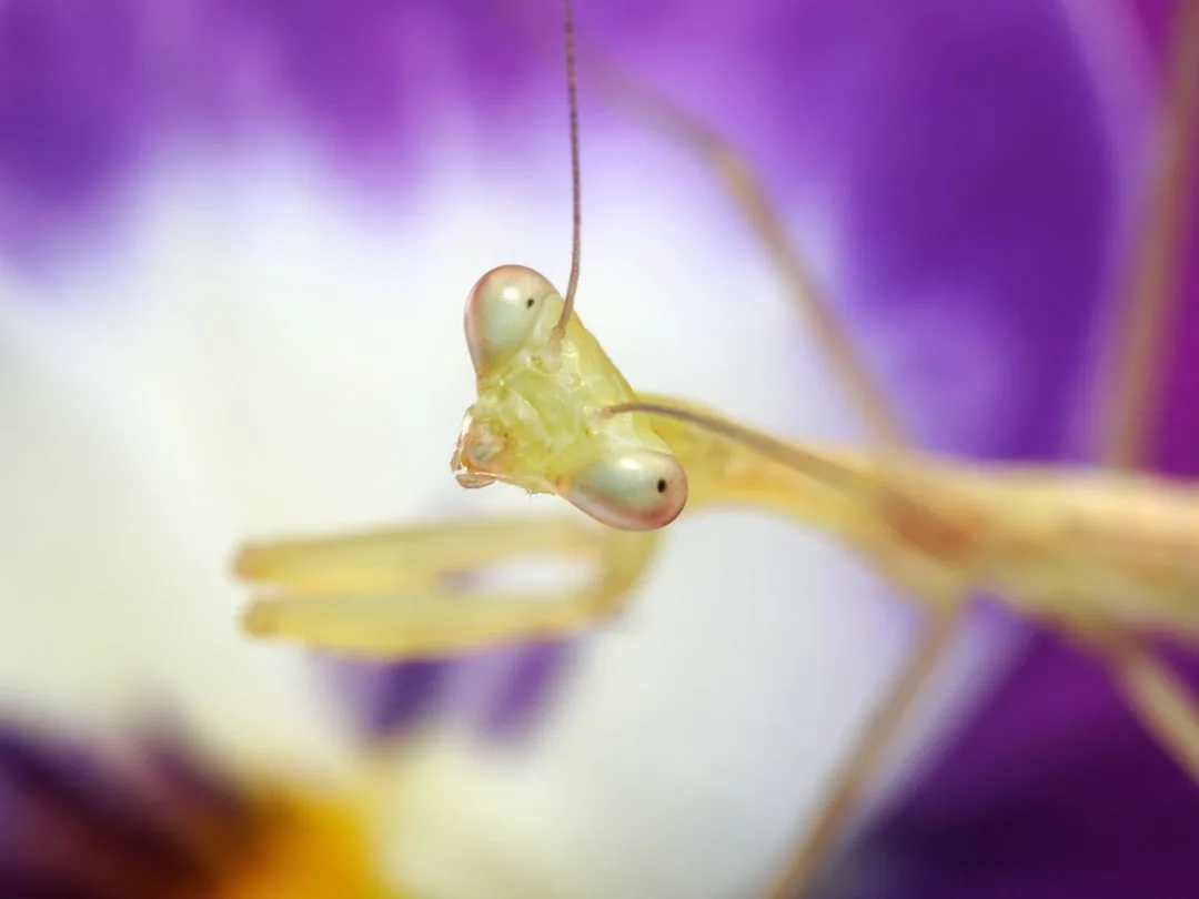 Orchid Mantis