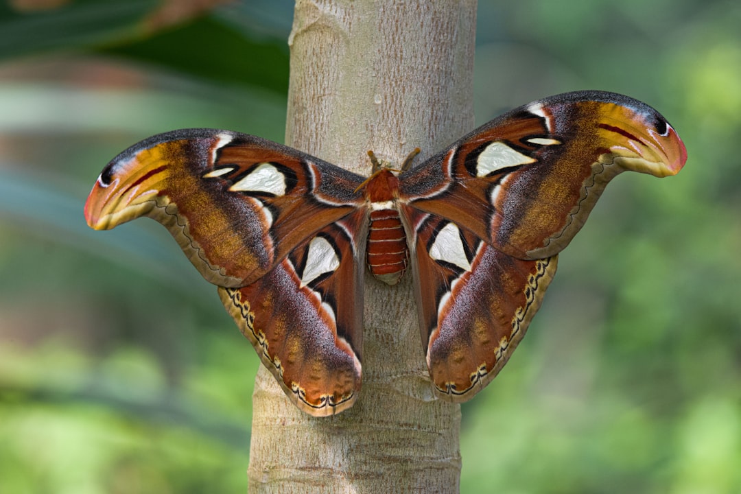 Atlas Moth