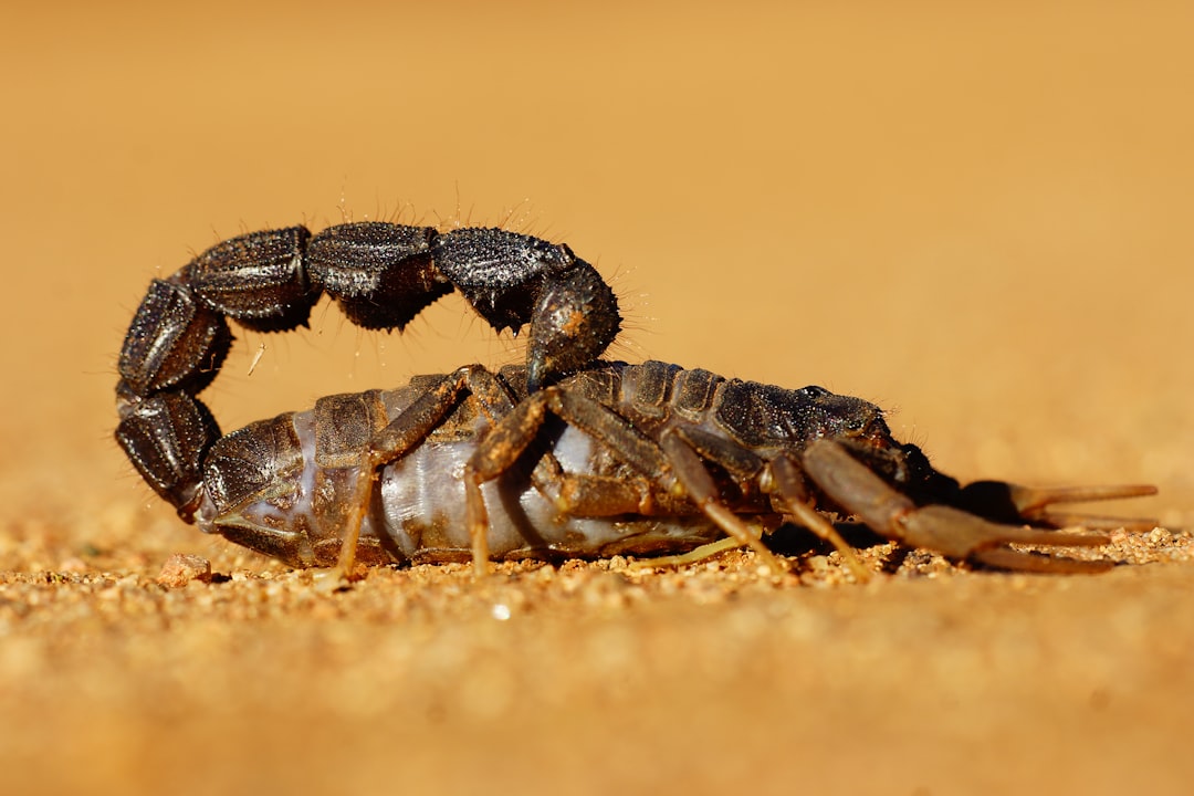 Emperor Scorpion