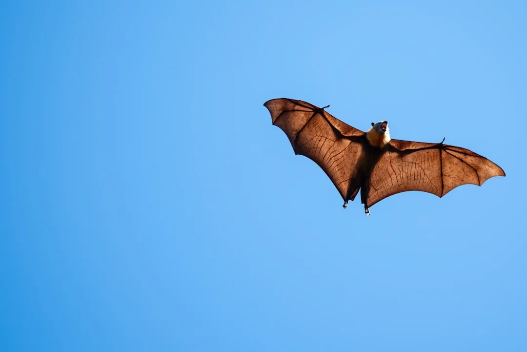 Vampire Bat