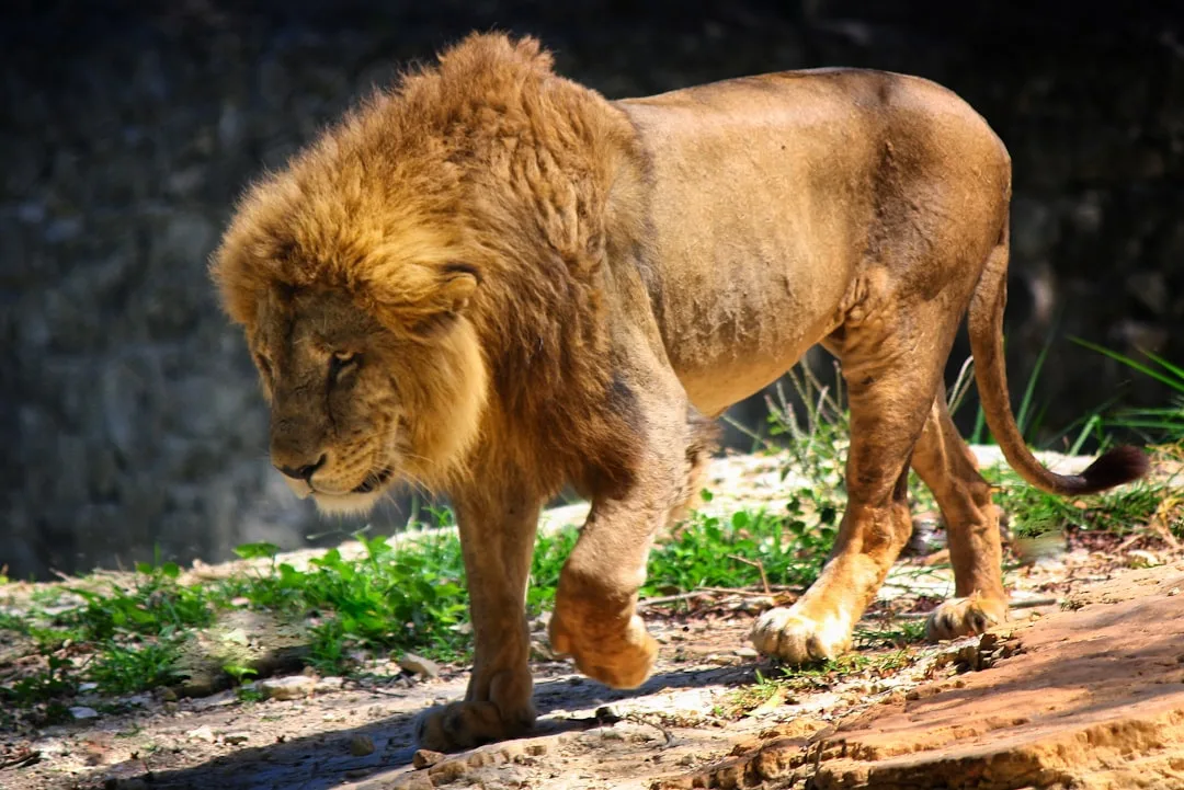 Lion